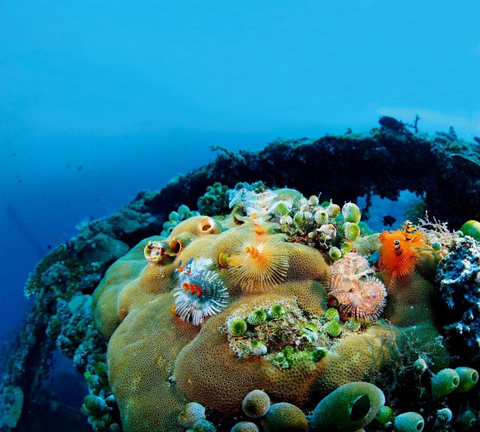 可观赏的人工鱼礁