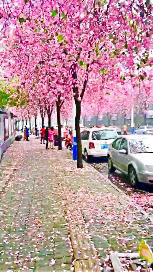 花瓣雨