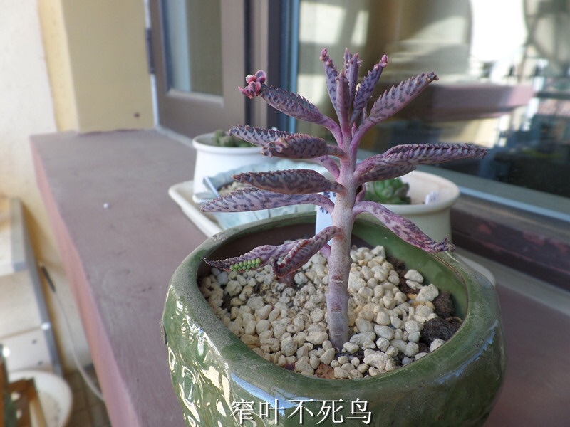 窄叶不死鸟