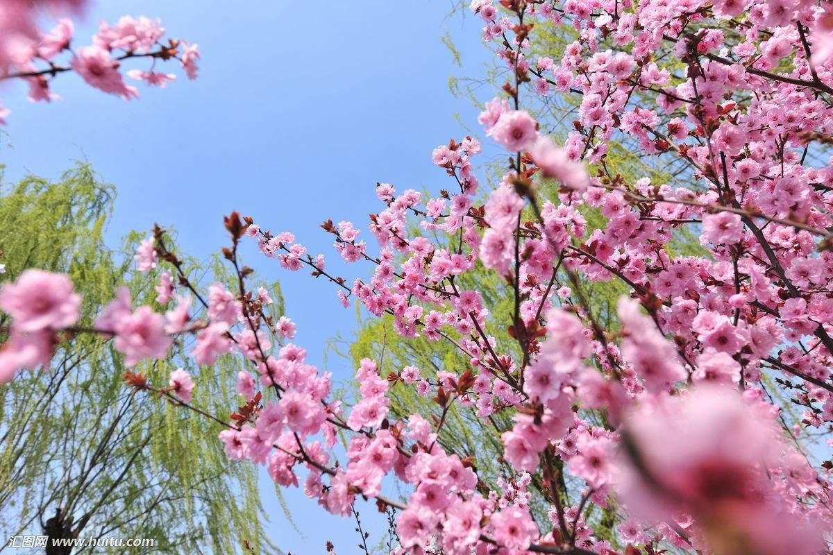 约会春天――待到春暖花开时