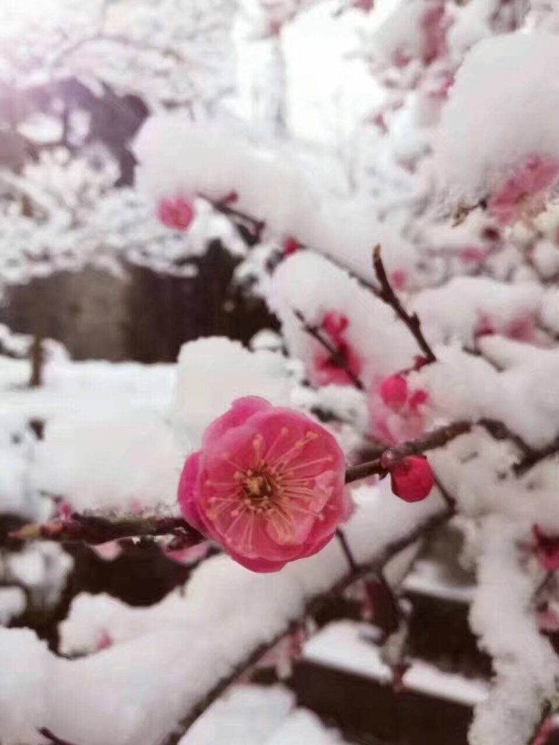 梅花不畏冬雪,傲然绽放,吐艳枝头!