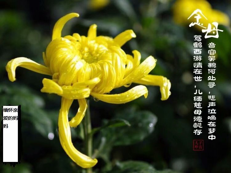 贵;想念妈妈,2019年农历10月9日晚上9点10分妈妈永远离开我而去了