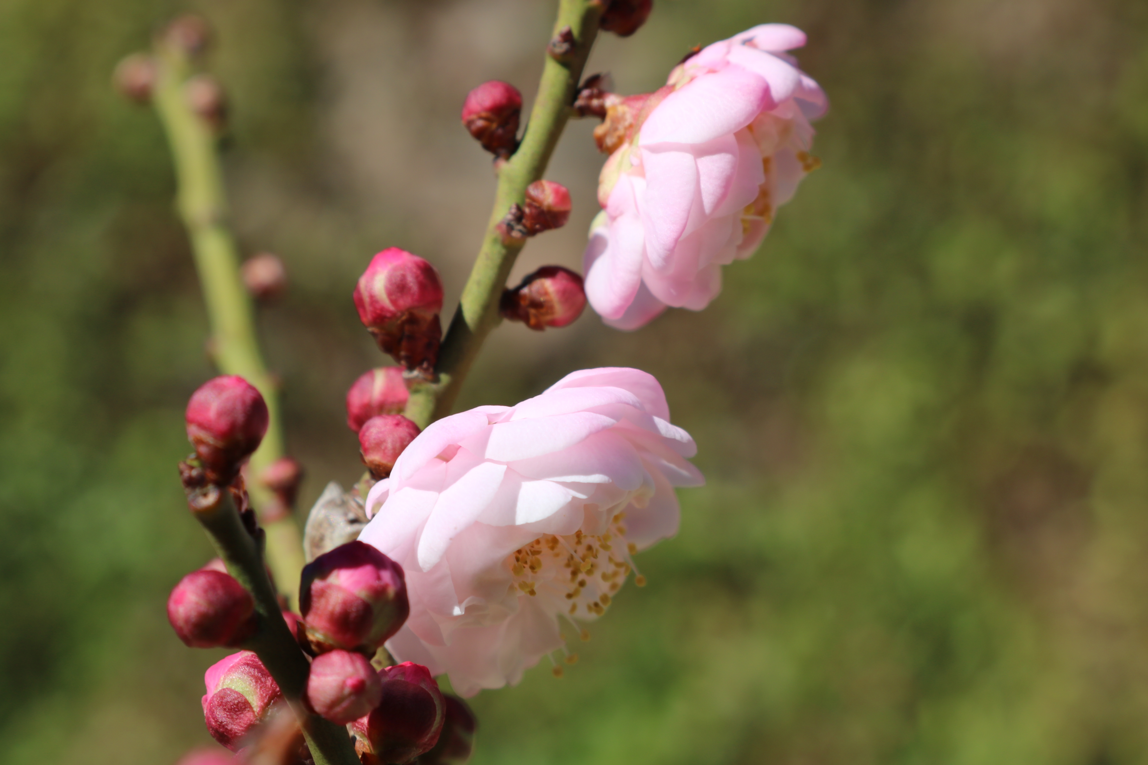 冬日梅花吐芬芳