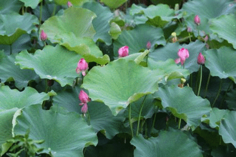 醉美绿荷!