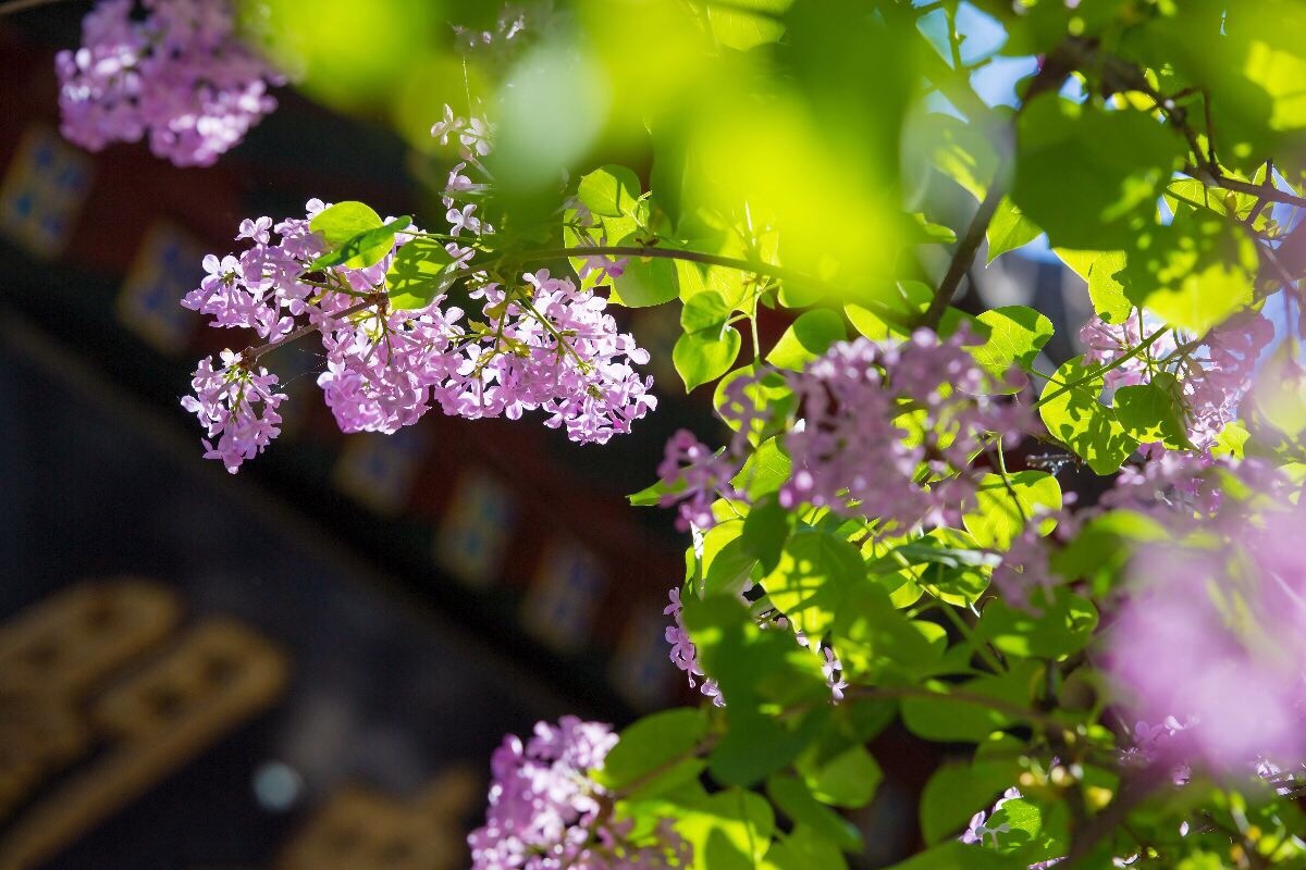 丁香花开了在母亲节来临之际祝福天下所有母亲节日快乐