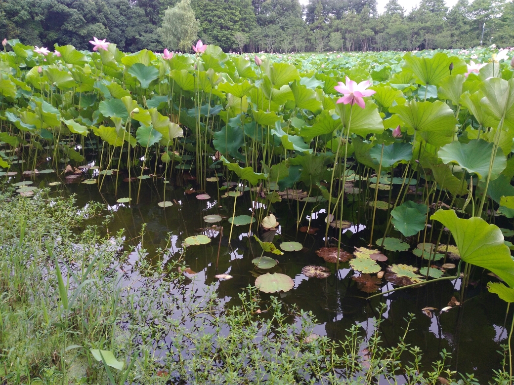 荷花池塘