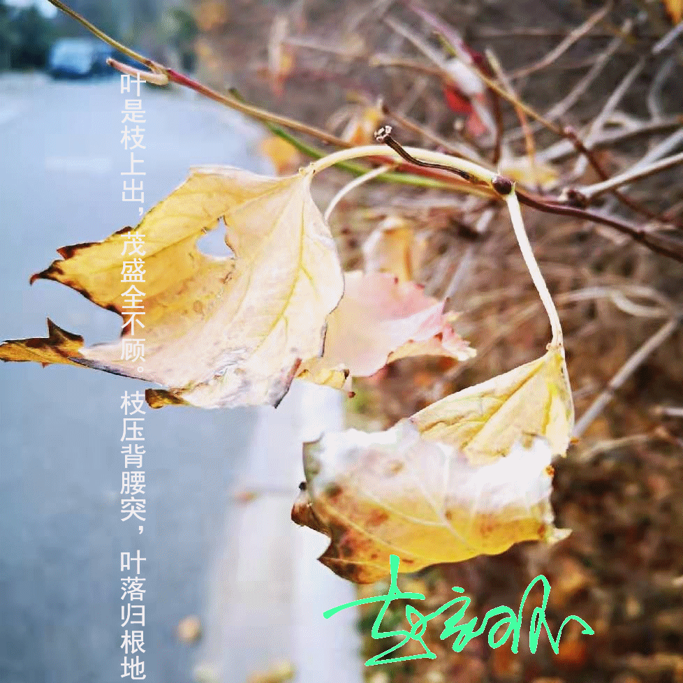 感恩节,感恩生命中所有的遇见