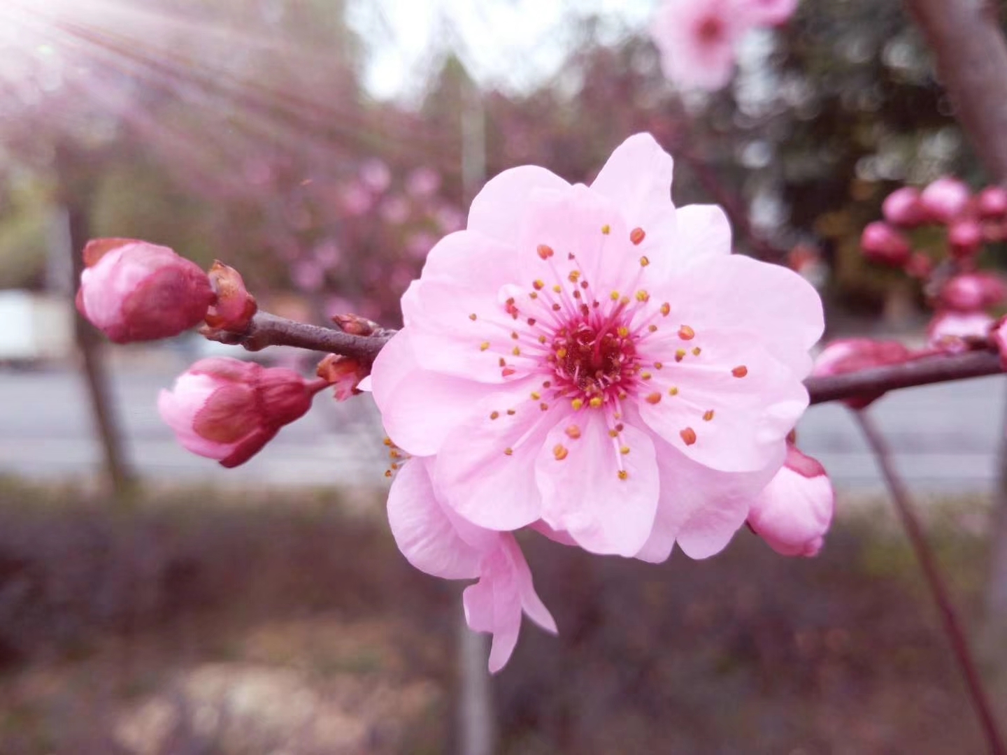 《又是一年桃花开》