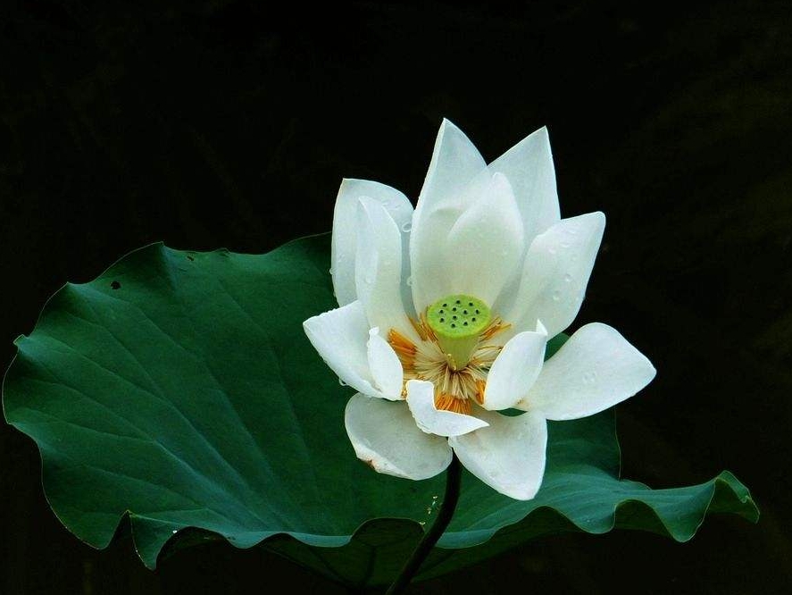 愿做佛前那朵莲