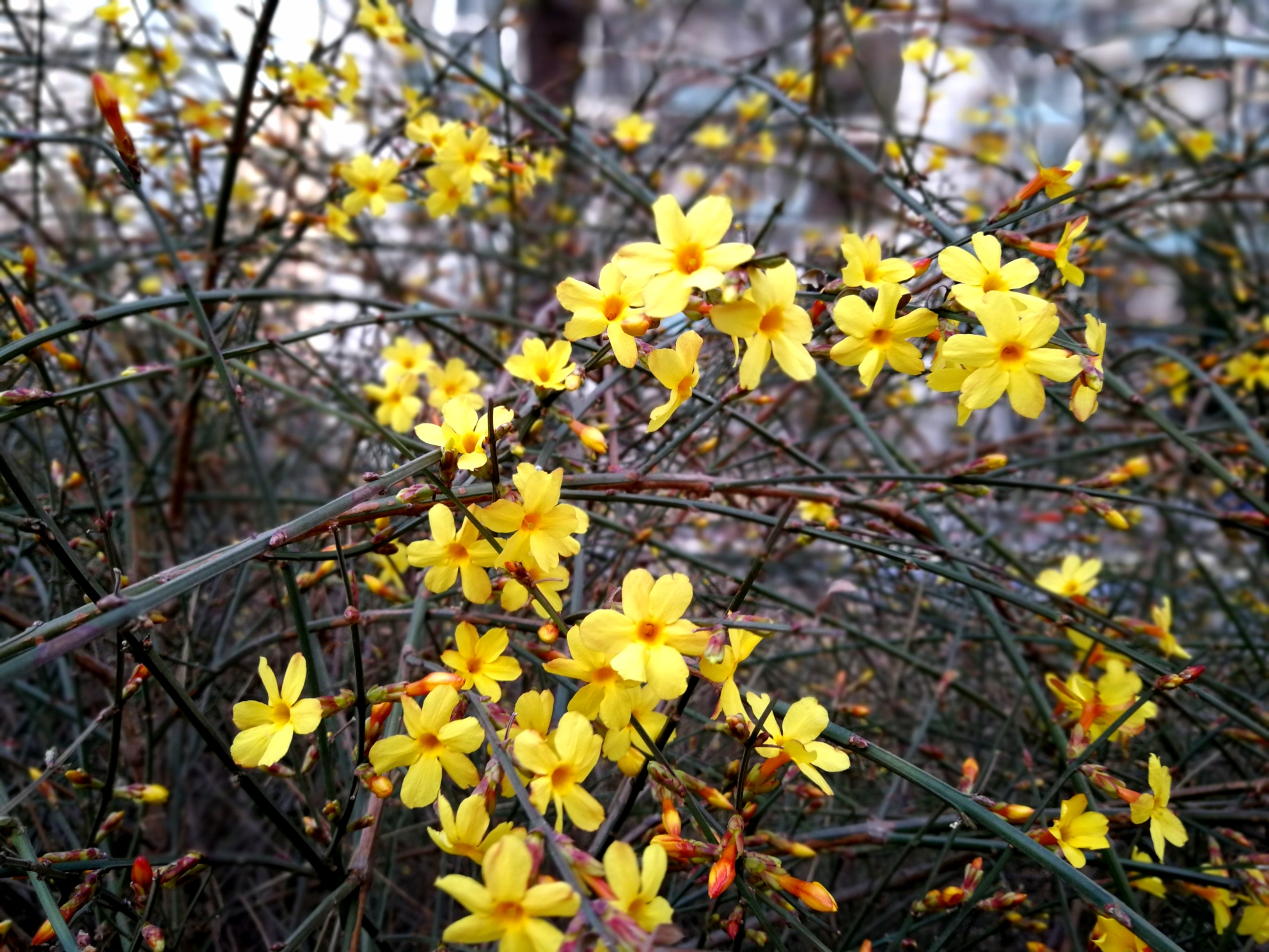 好一朵迎春花,迎来大地绣彩霞. 插起那迎春花,芬芳播千家.