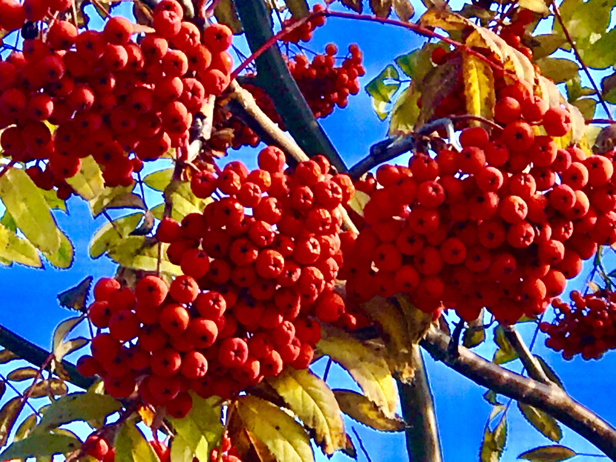 漂亮的红叶 丰硕的果实,为深秋增添了亮丽的光彩!2018