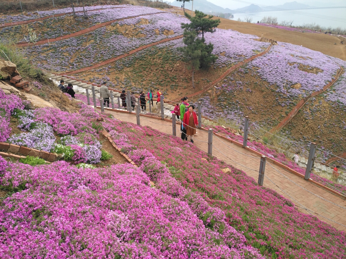 走进雨花谷花海