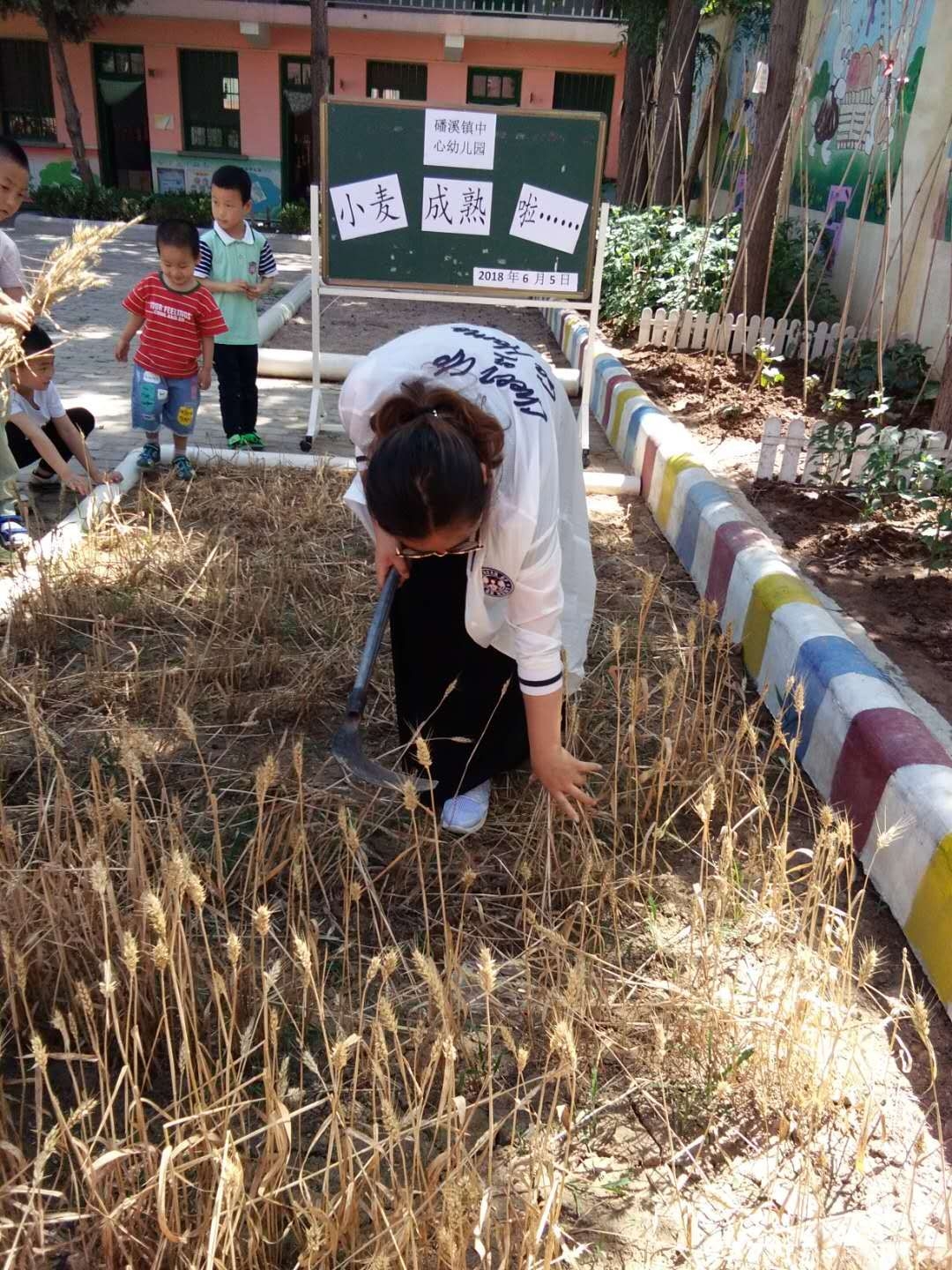 【小麦成熟啦】磻溪镇中心幼儿园组织幼儿开展收割