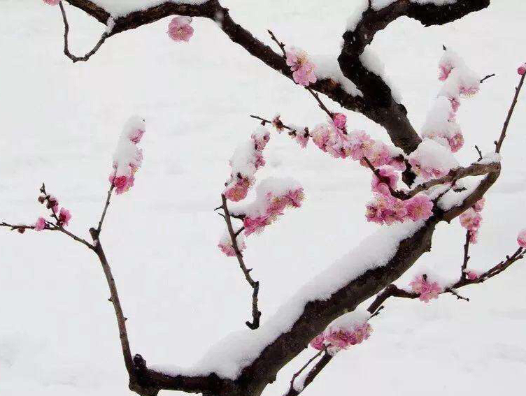 回首西风,雪梅弄色冬意浓