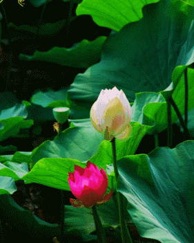ֽ   281_351   ֻ gif ̬ͼ ͼ