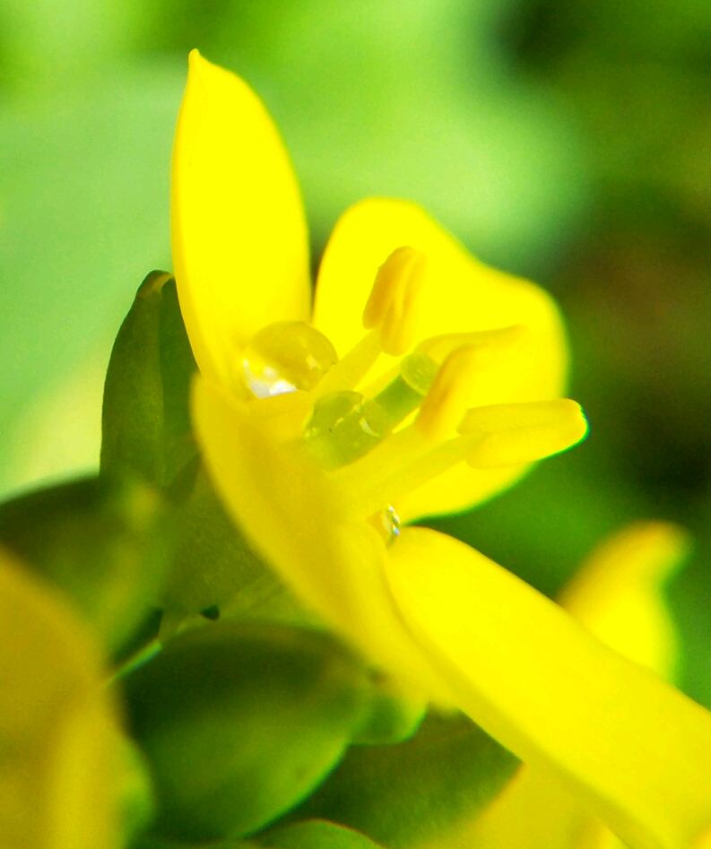 《一朵小小油菜花》这是油菜花的一片小朵.你看,还有一滴雨珠珠呢.