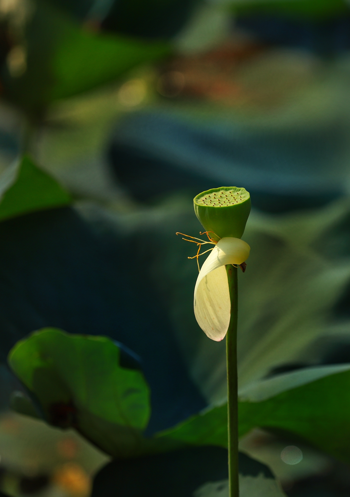 荷花静静而开,给六月的初夏带来一池陌香.