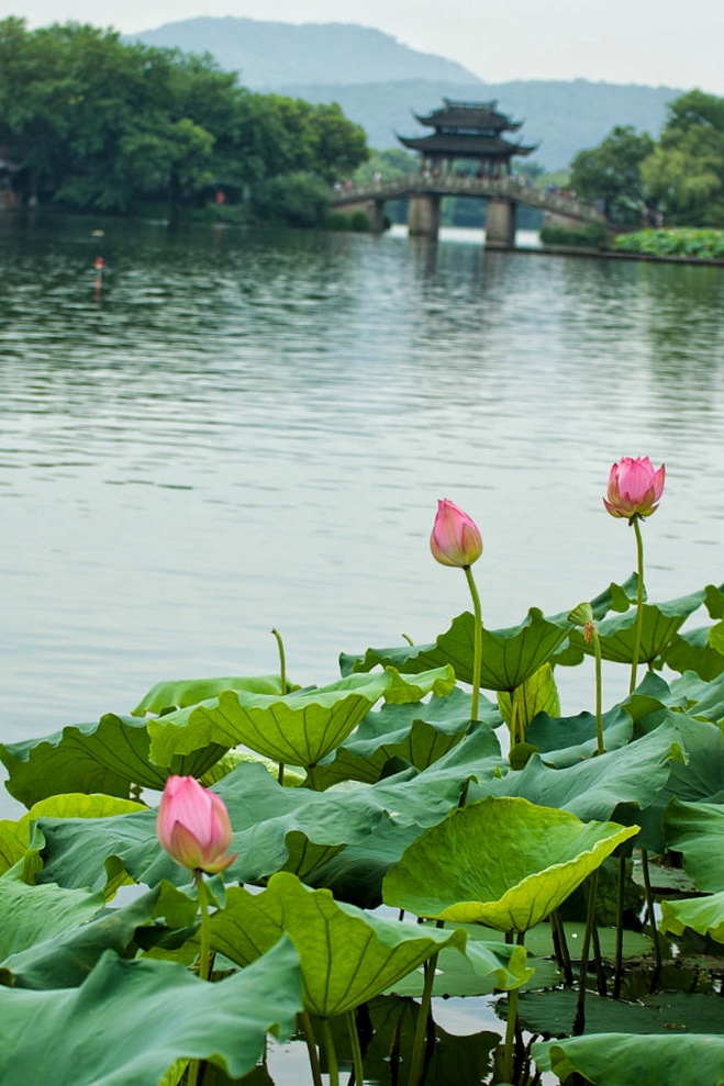 赏荷花曲院风荷(西湖十景之二)