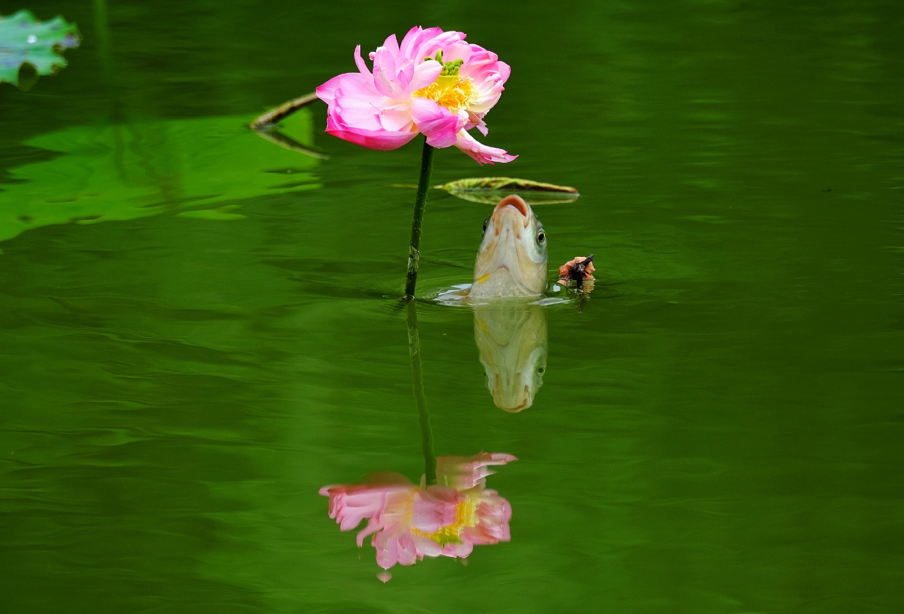 鱼吃荷花