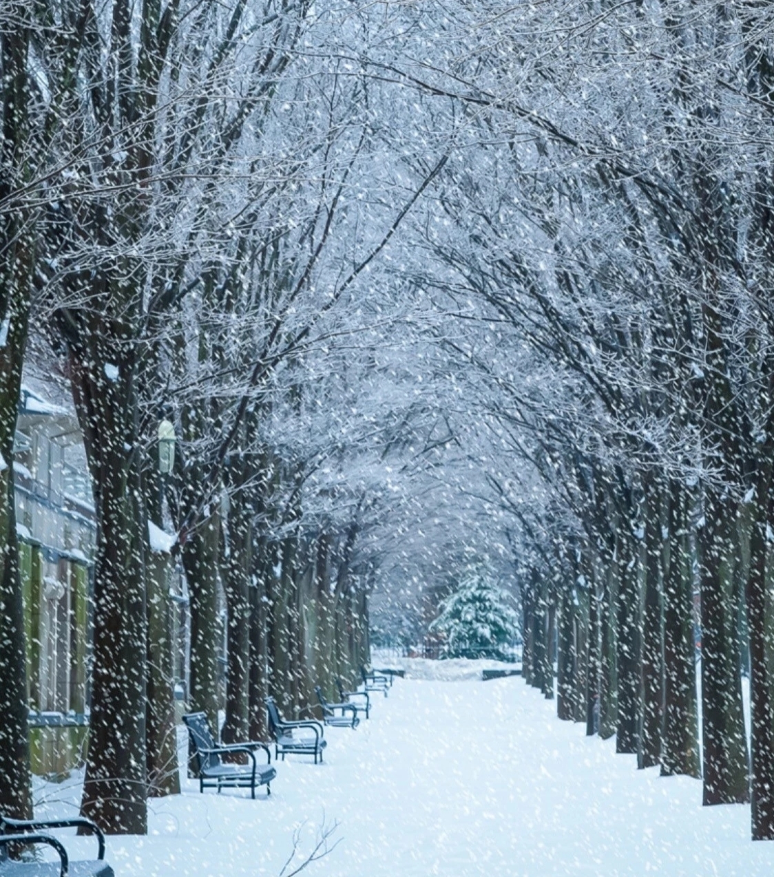 冬雪 作者 牧歌