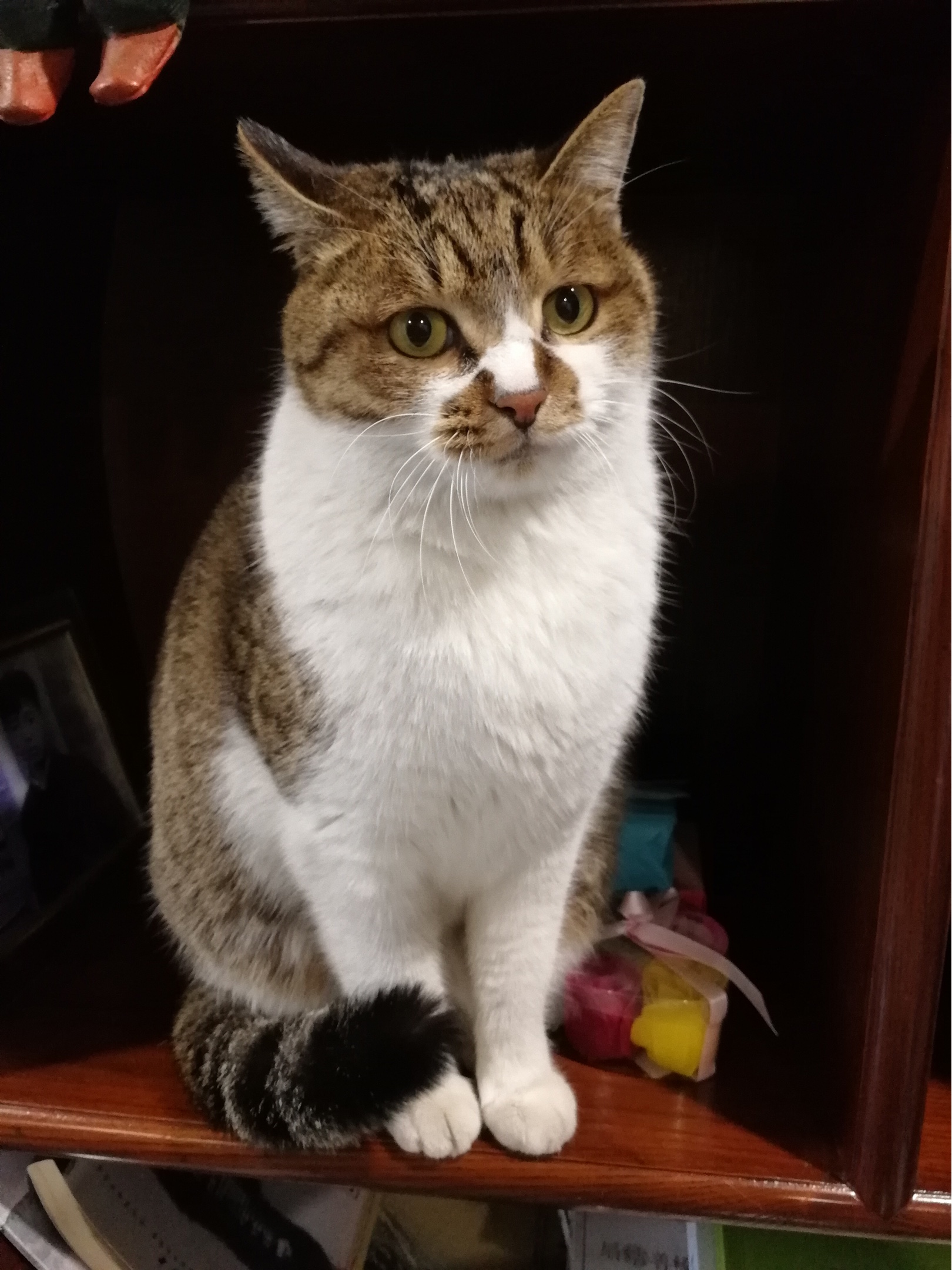 猫咪新年快乐!