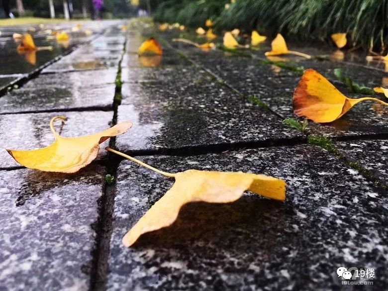 雨中的落叶