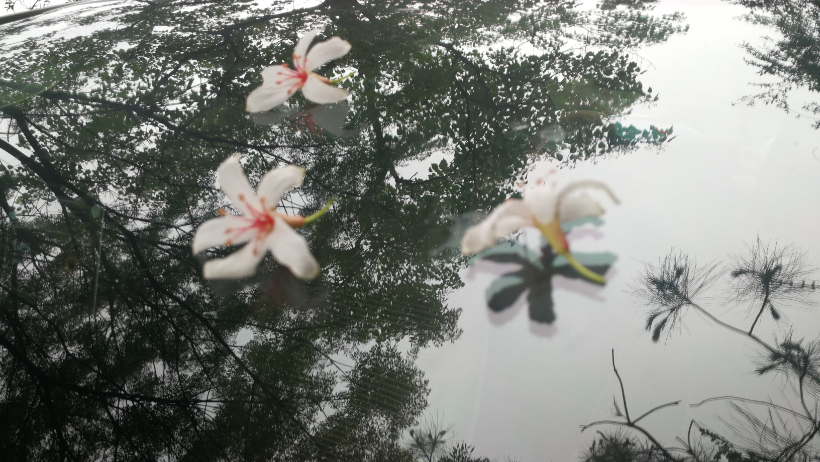 落花随意情爱独宠