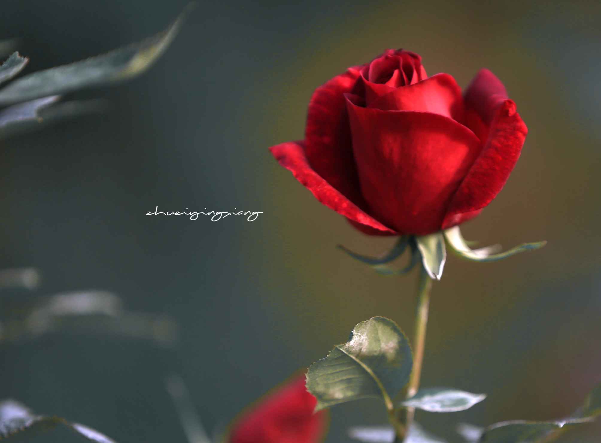 可爱的一朵玫瑰花