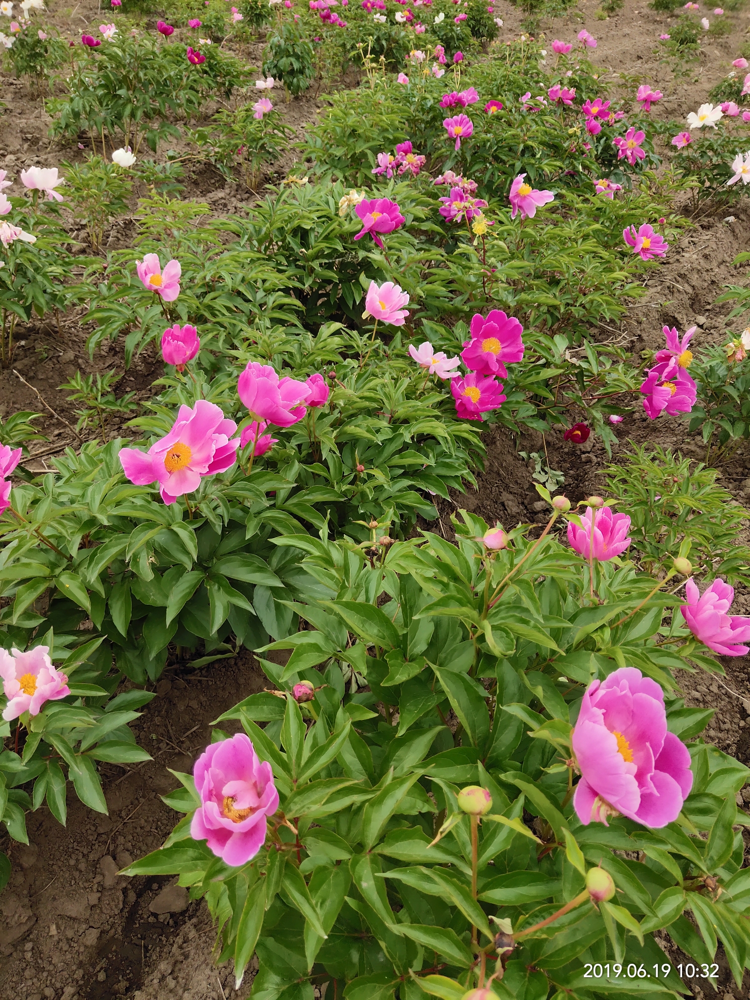 夏花嫣然