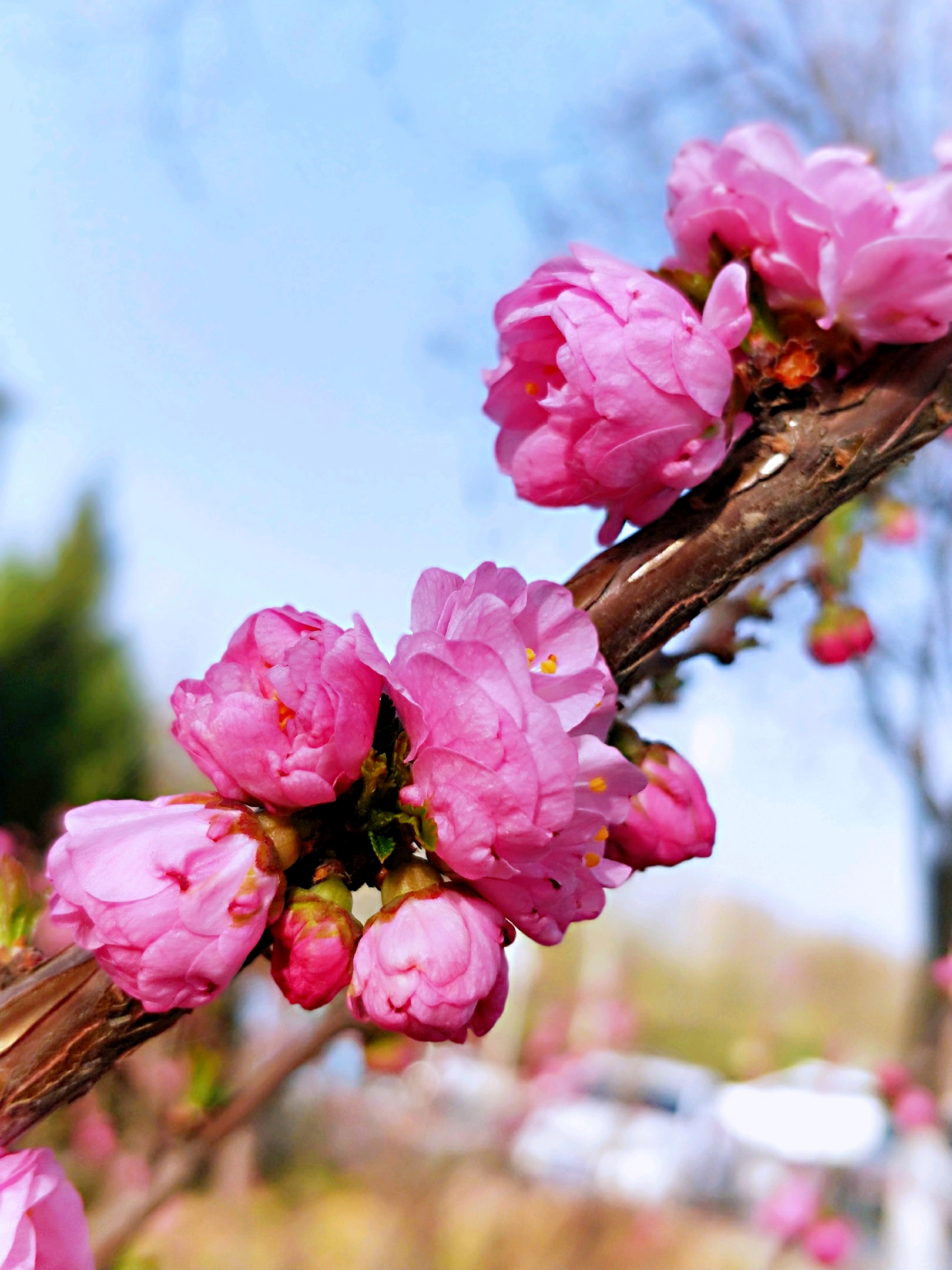 花团锦簇小桃红