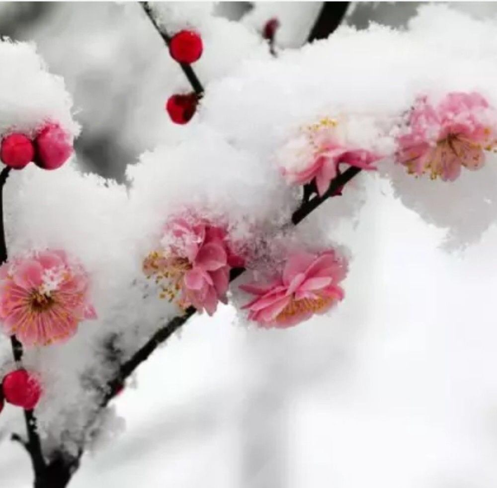 一枝梅花悄悄开                   带着雪花入梦