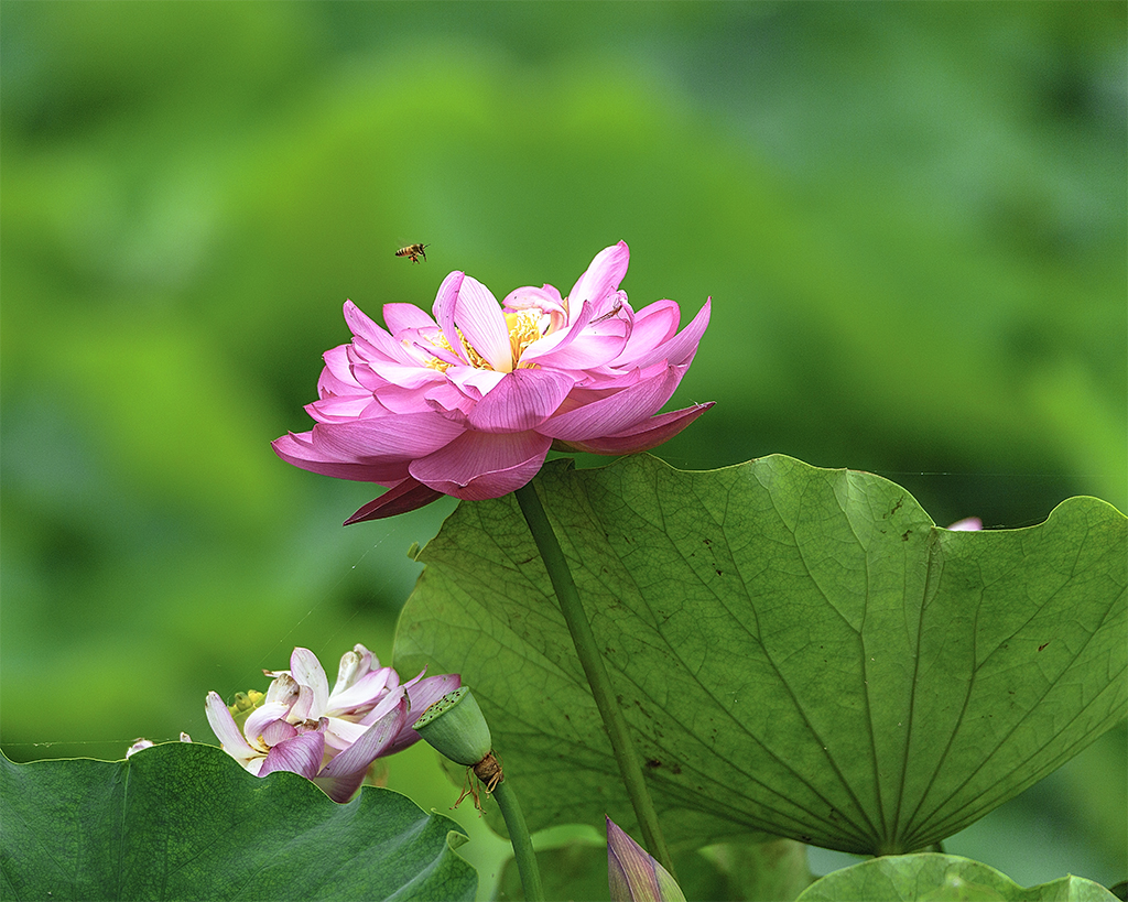 蜜蜂,水珠,鱼,荷花