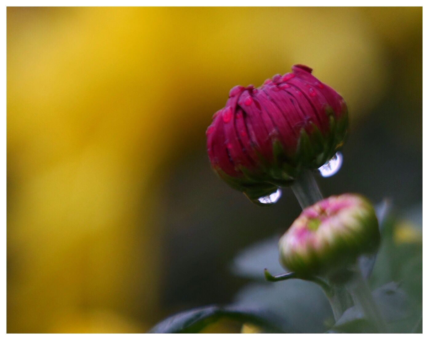 一晚秋雨洗礼了～菊花醉