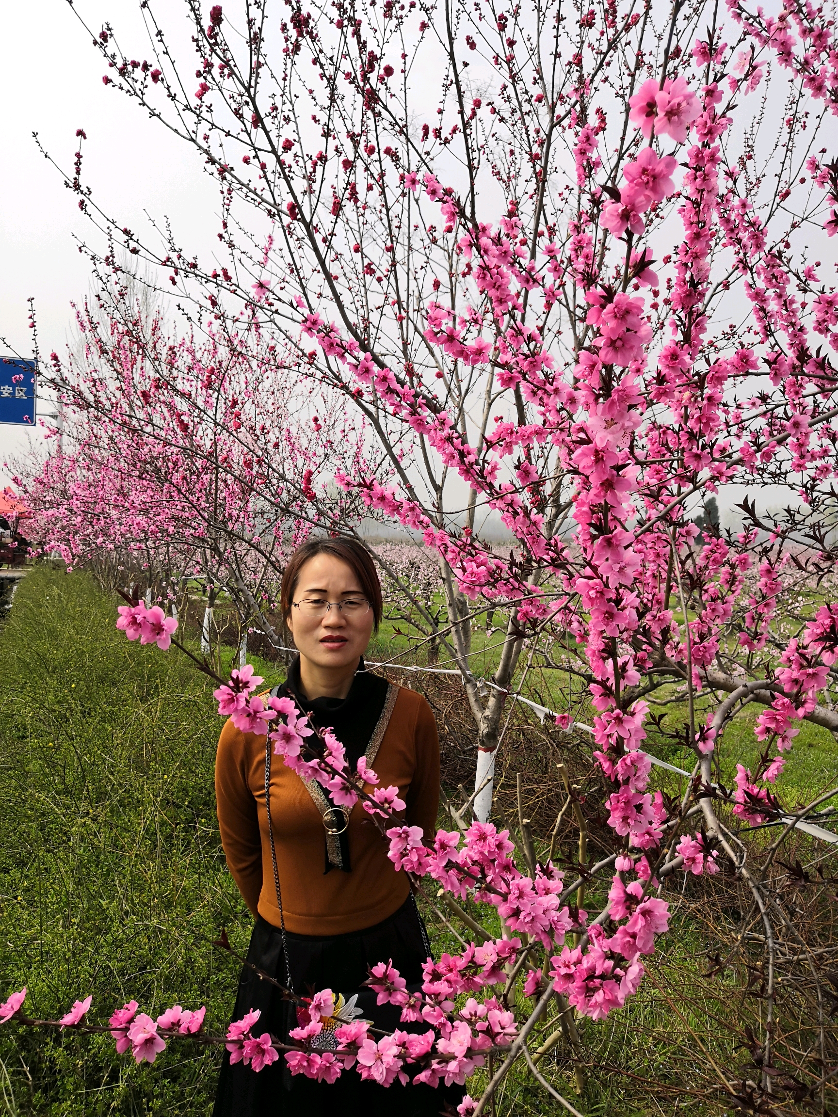 桃花依旧笑春风