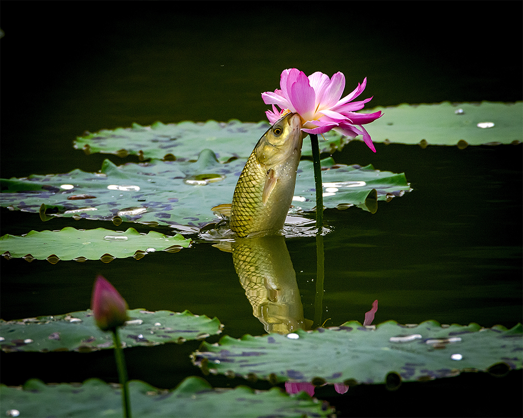 蜜蜂,水珠,鱼,荷花