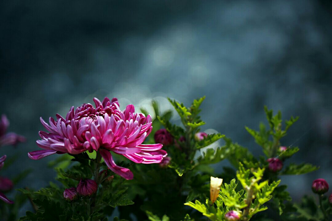 《落花无言,人淡如菊》