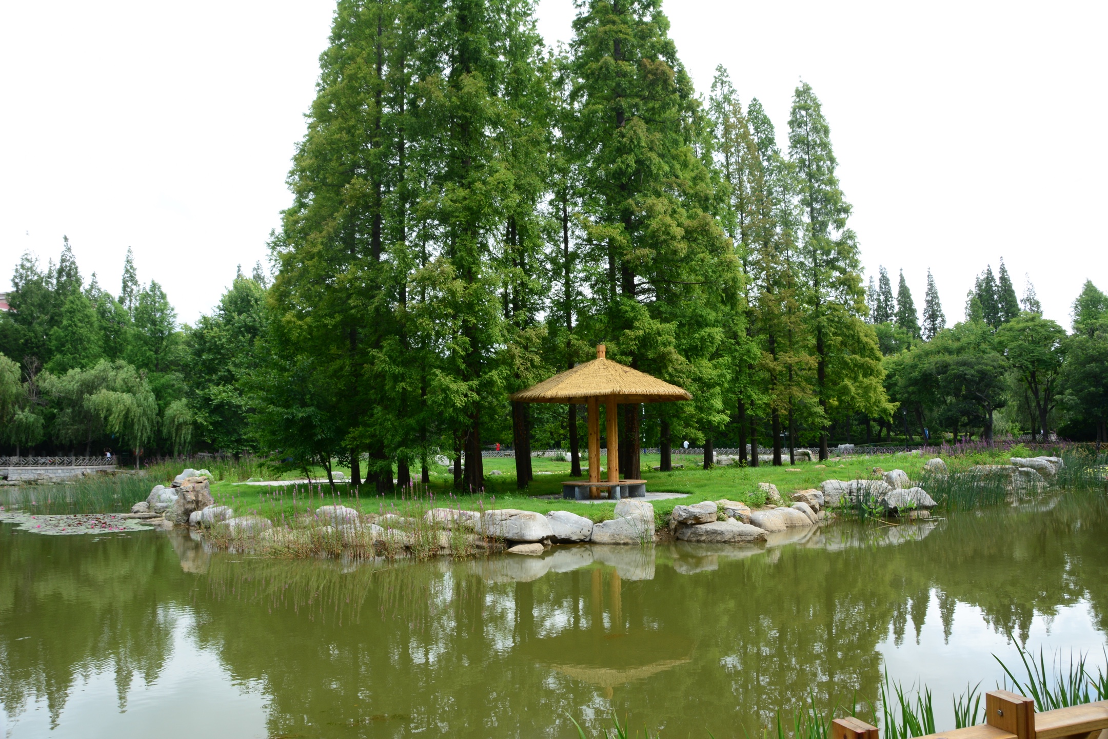 《夏日风景别样好》 青岛中山公园小西湖荷花