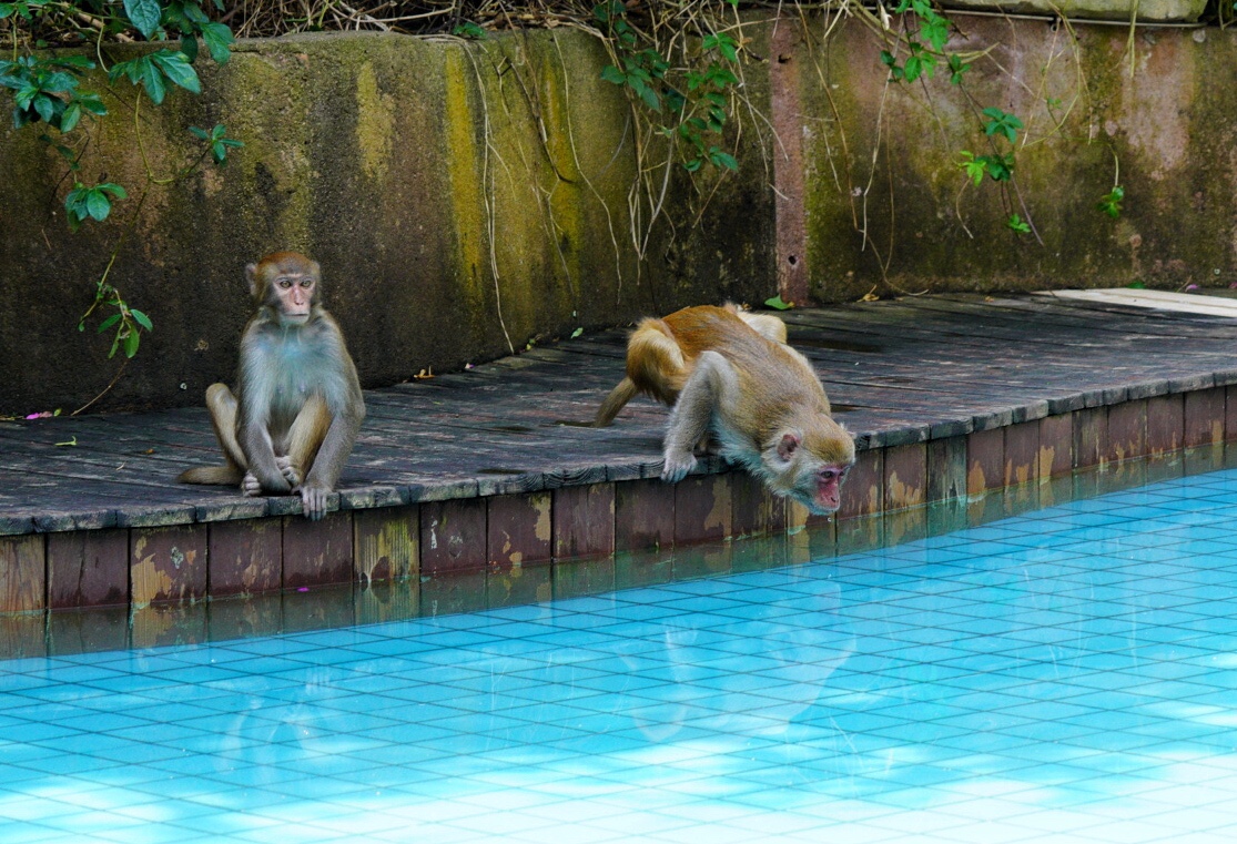 2019年春节游南湾猴岛