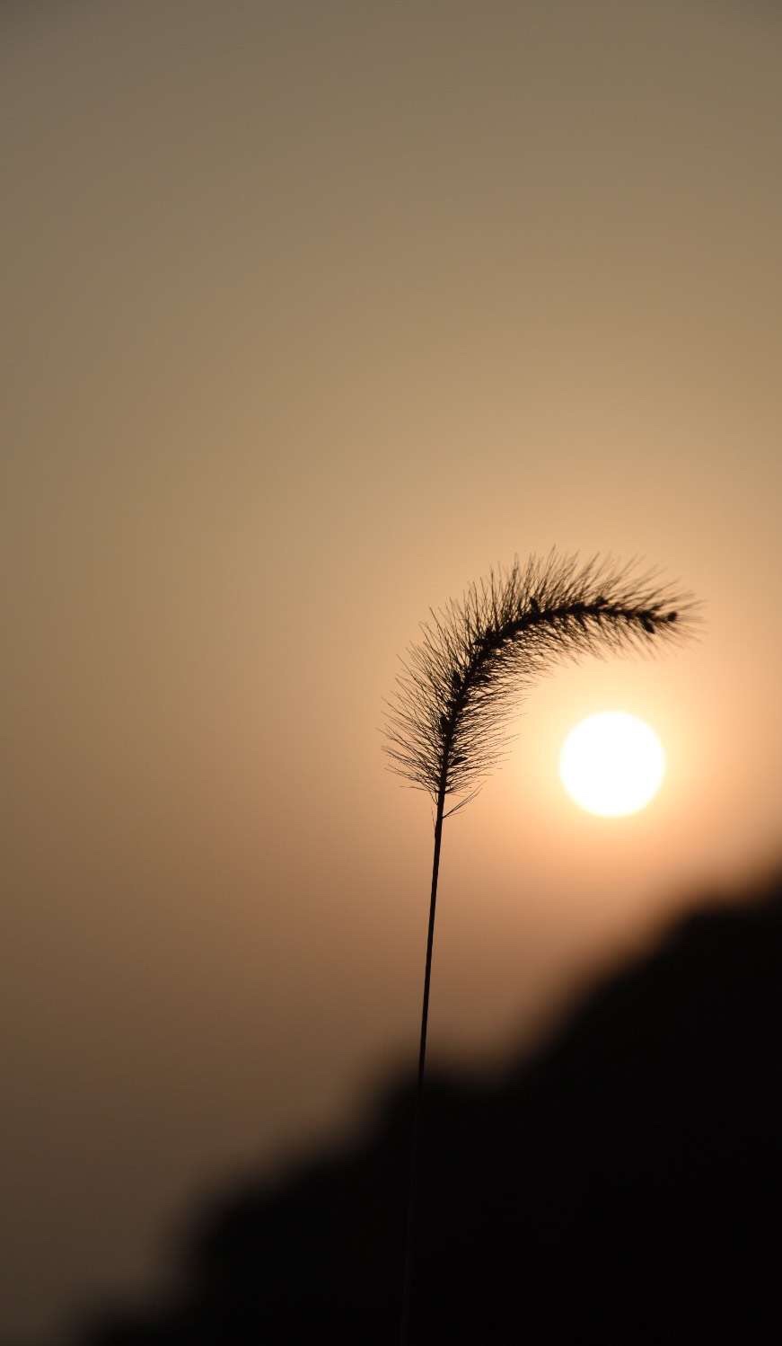 夕阳下的狗尾巴草