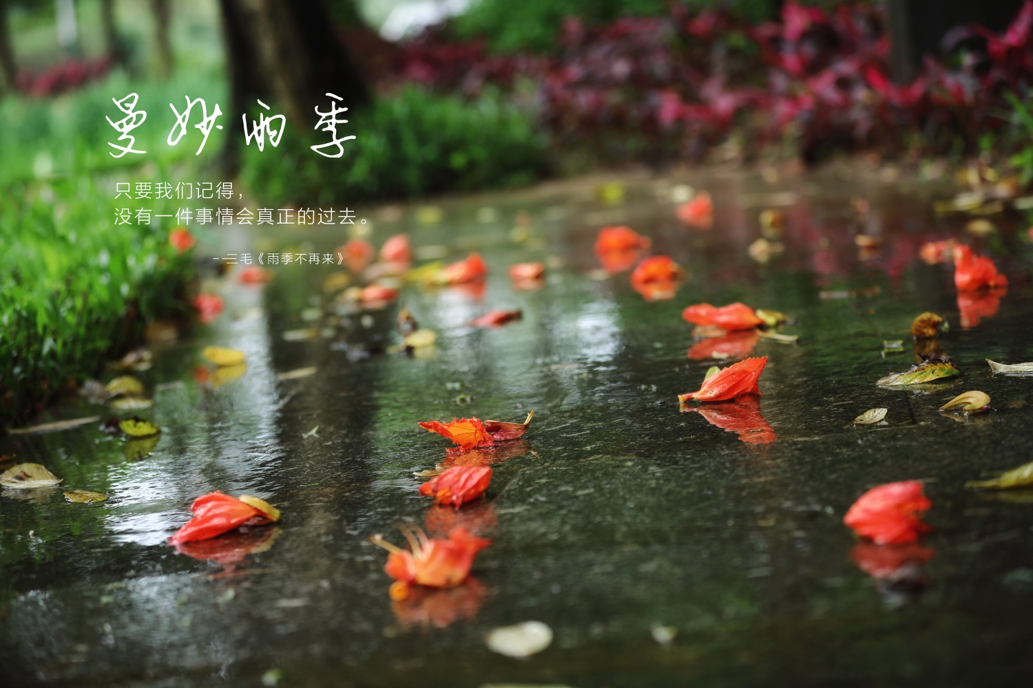 落花听雨