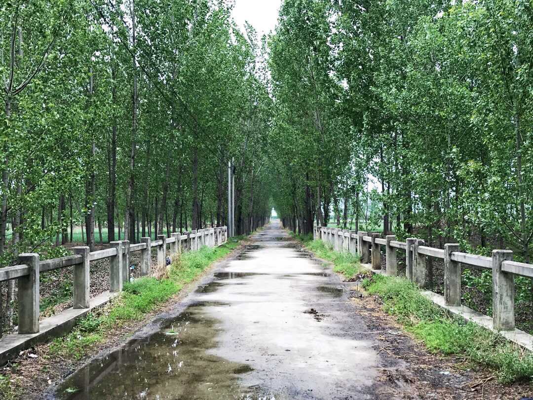 幽静的乡间小路