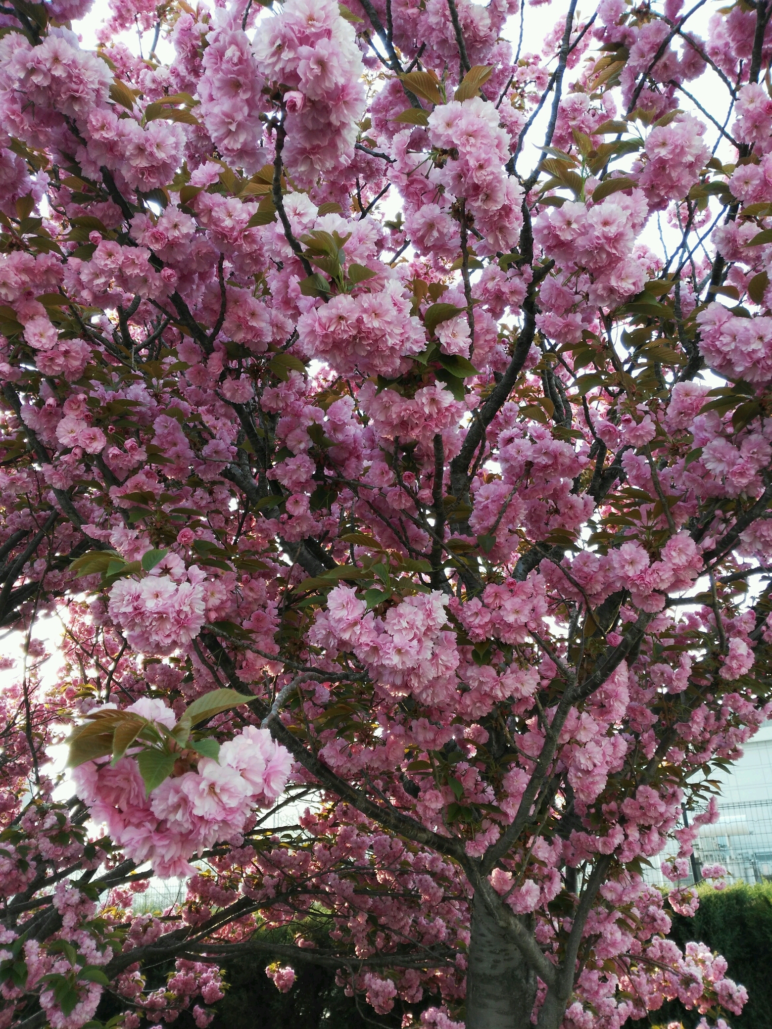 樱花盛开的季节!