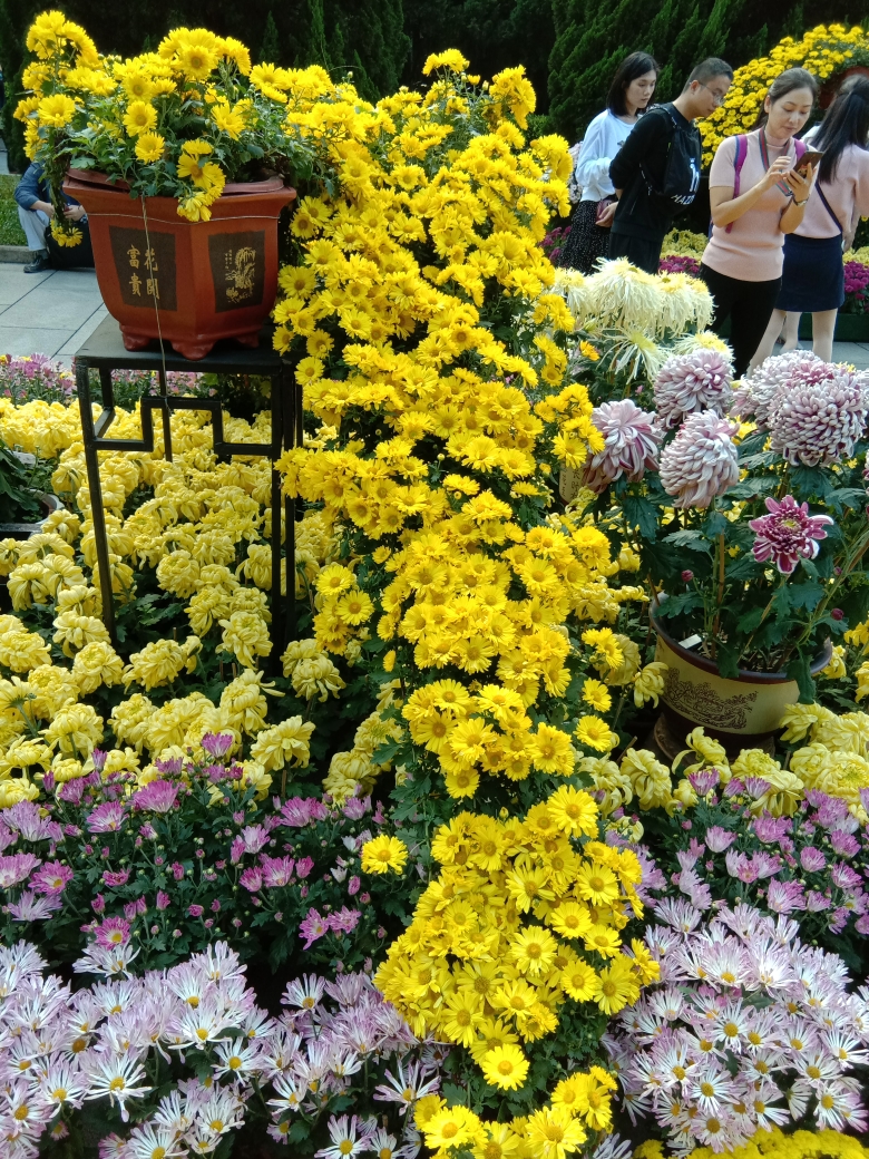 第四届黄花文化节～广州黄花岗菊花展