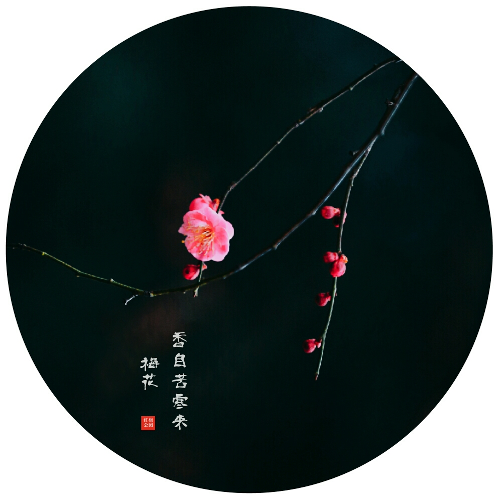 梅兰竹菊