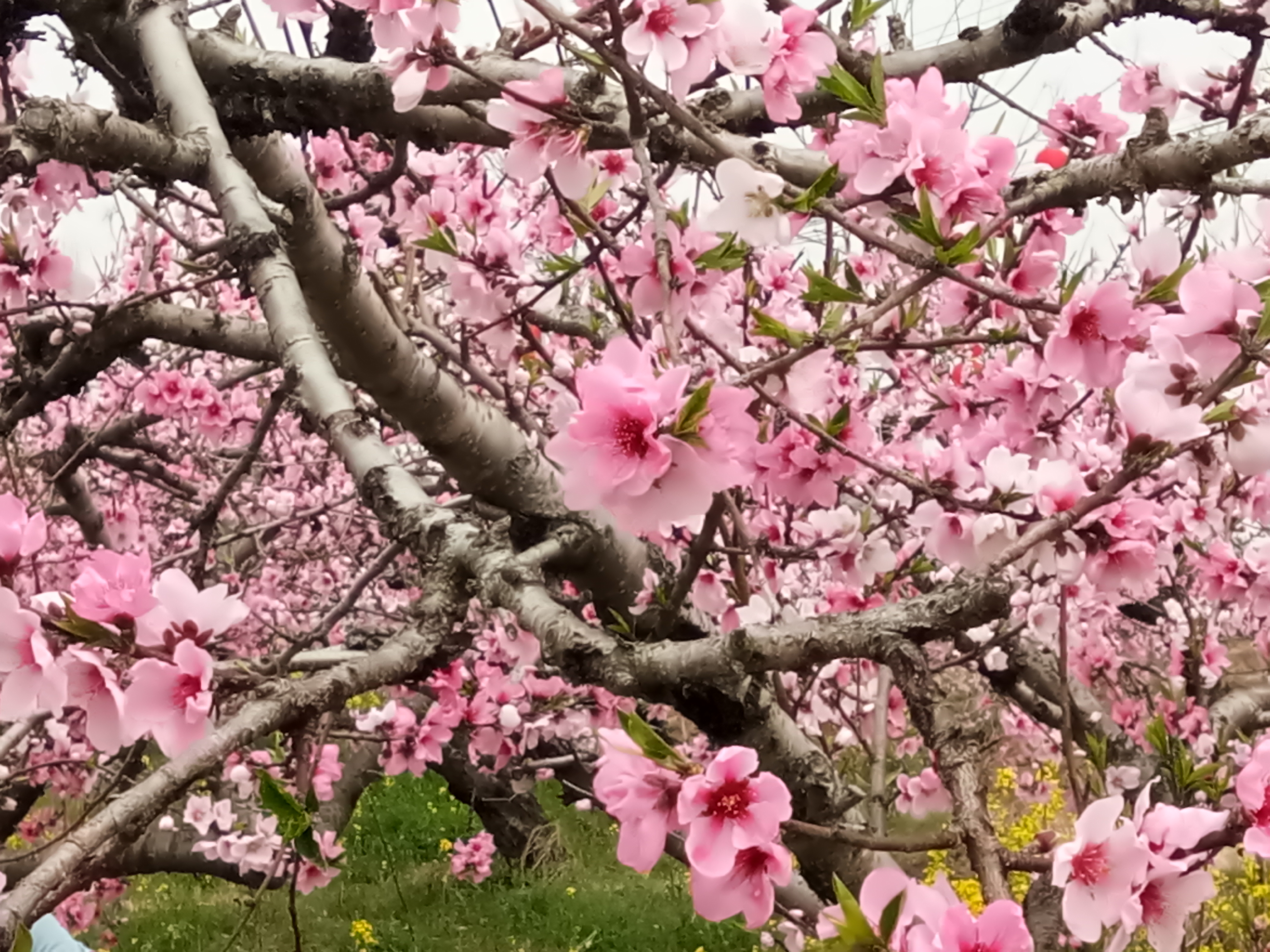 美丽的南京桃花岛.堪比  三生三世十里桃花>>