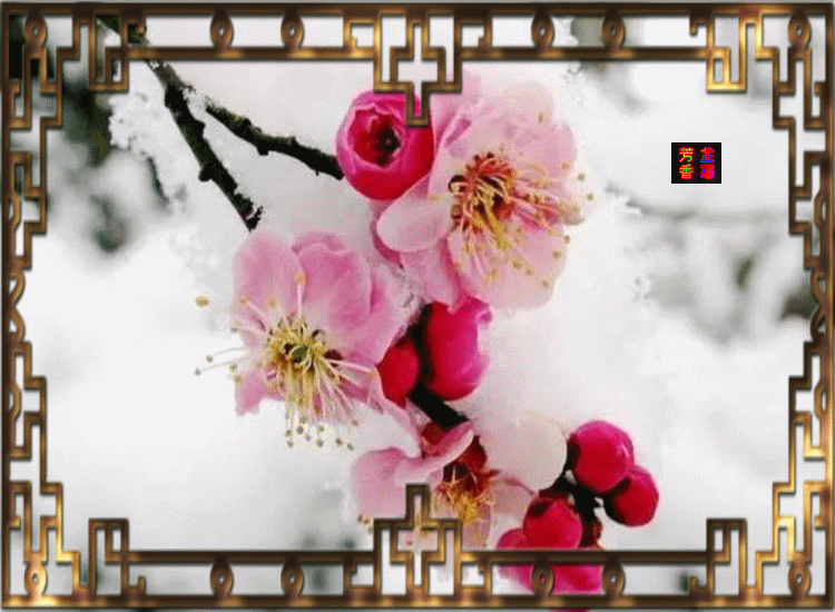 人间花卉映满天