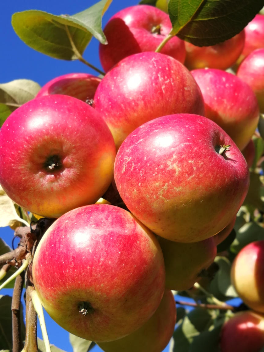 金红苹果(过去叫123苹果)果实呈卵圆形,果皮黄红鲜艳,味酸甜