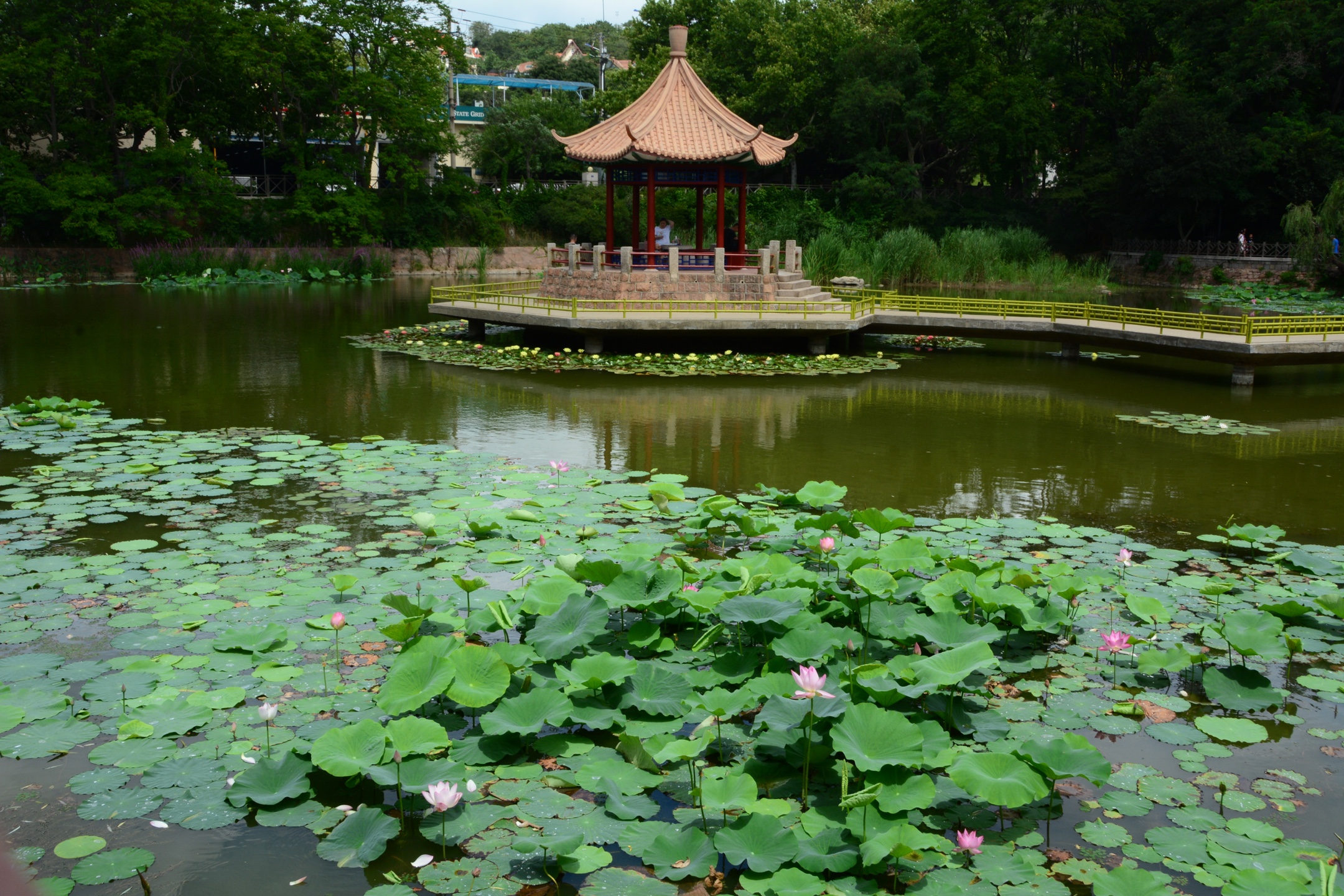 《夏日风景别样好》 青岛中山公园小西湖荷花