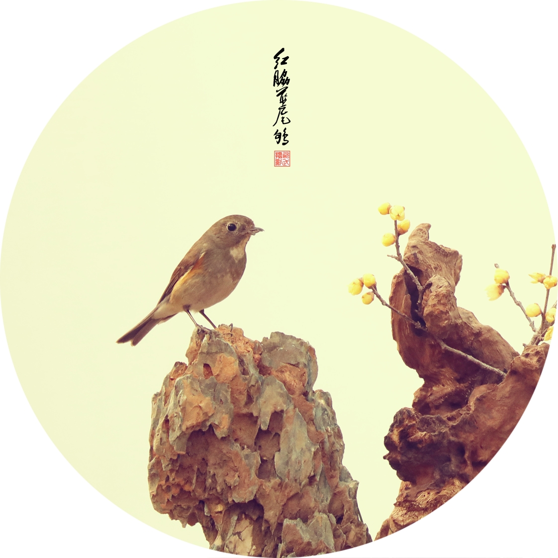 红胁蓝尾鸲(画意花鸟)