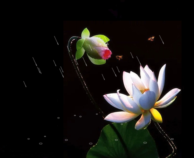 雨中荷花